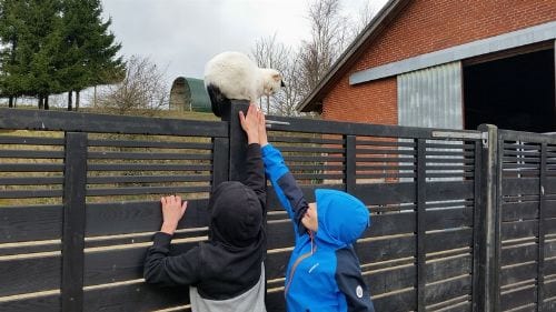 Stengården1 TH Langs Skole kat