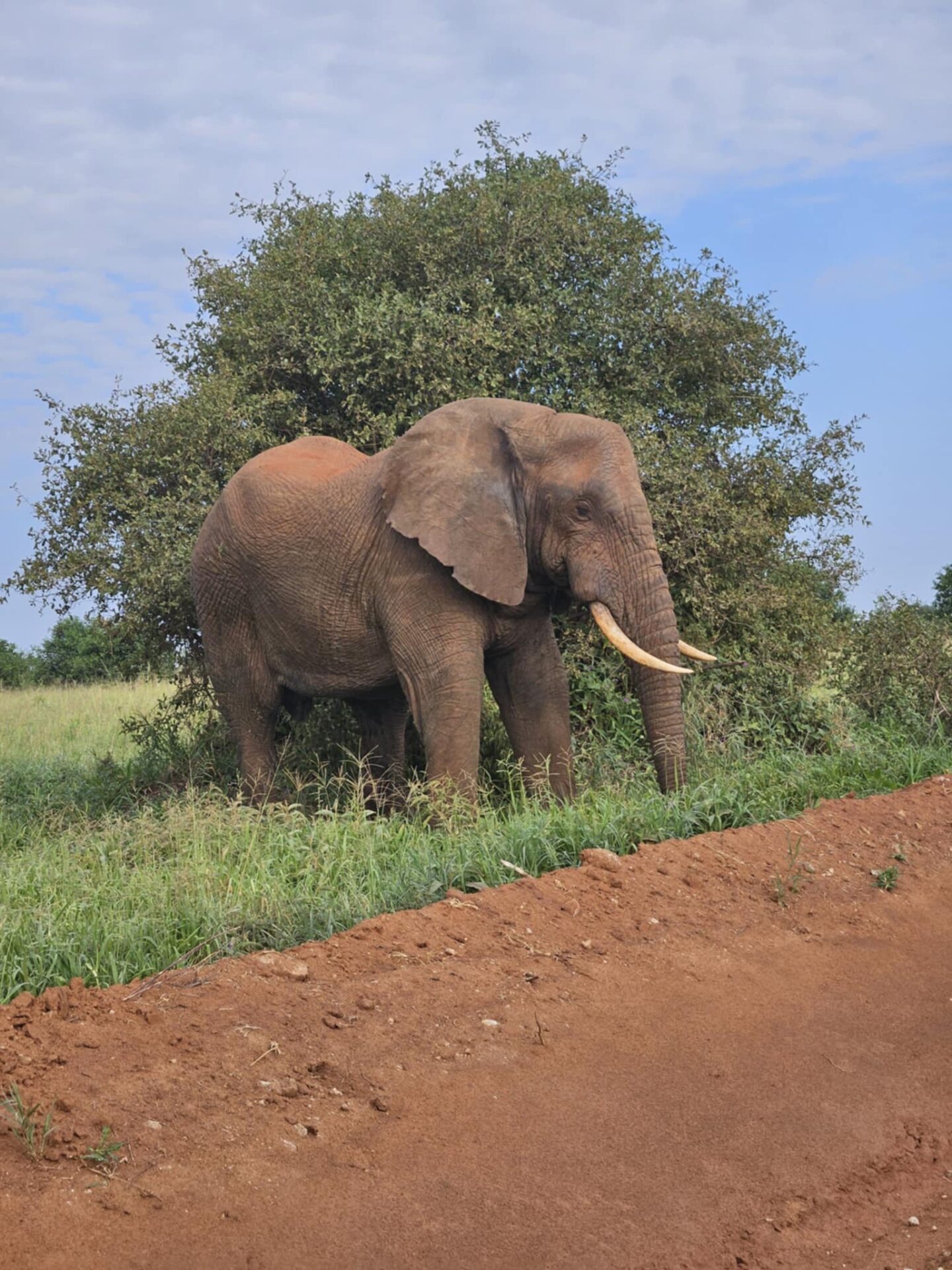 Elefant2 Tanzania Elefant2 Tanzania