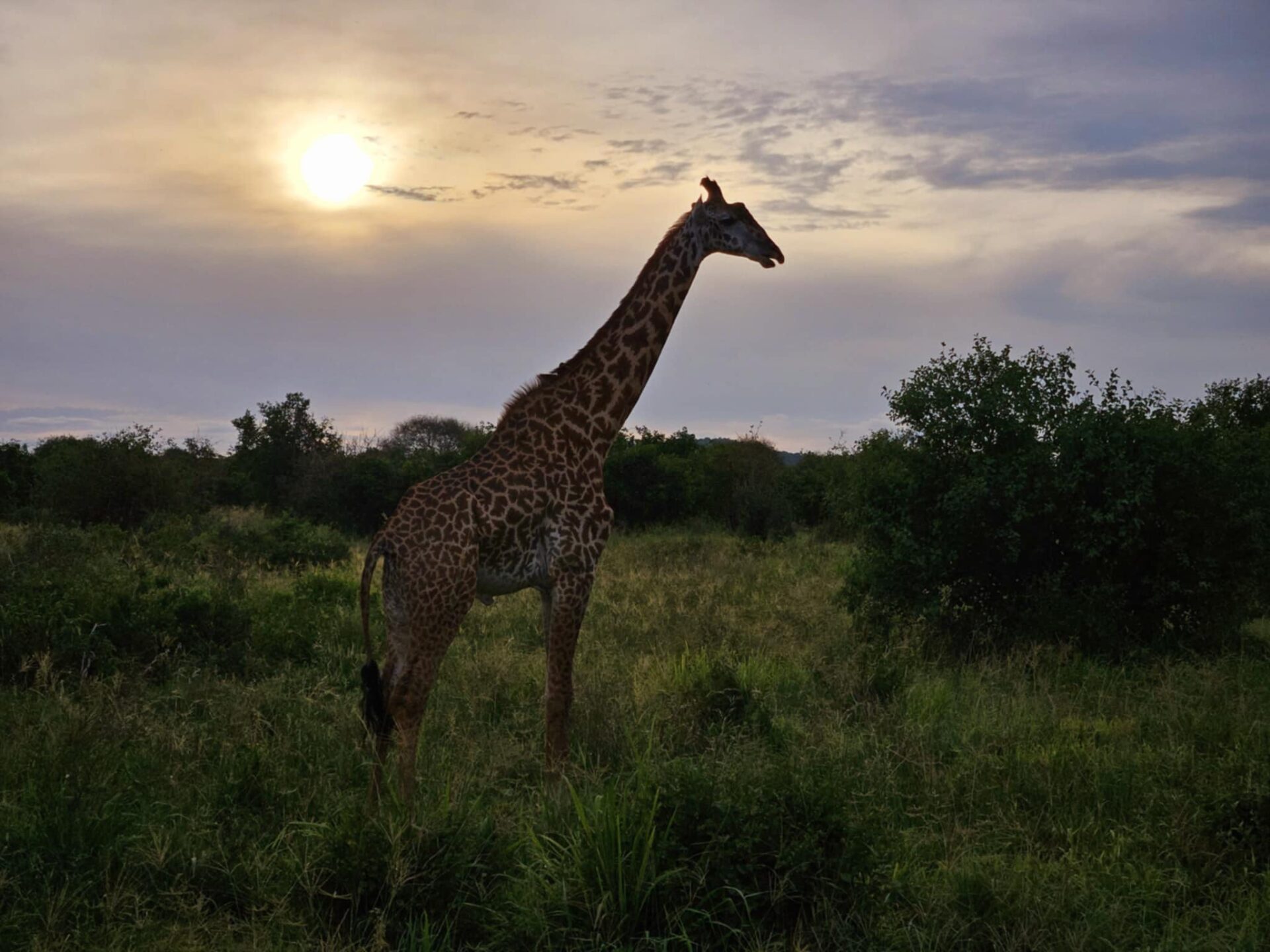 Giraf Tanzania Giraf Tanzania