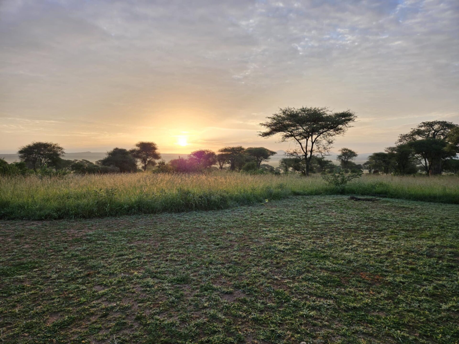 Savanne Tanzania Savanne Tanzania
